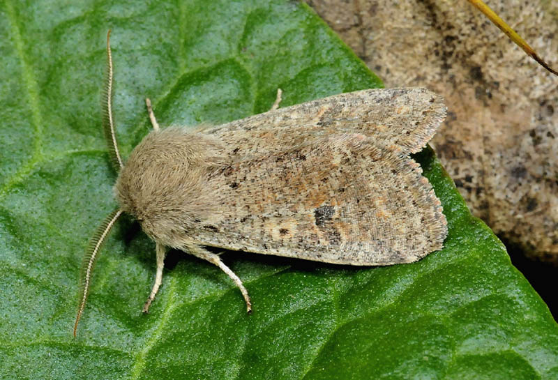 Orthosia puntuale - O. cruda